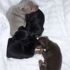 Miniature Pinscher  min pin babies