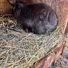 Adorable lion head bunnies