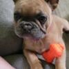 French bulldog  female akc