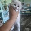 Ragdoll babies