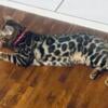 Female Bengal Kitten BOBA