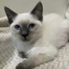 SOLD purrfect Ragdolls and Ragamese