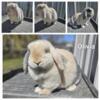 Pedigreed  and proven holland lop  doe