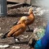 Exotic ruddy shell ducks