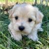 White Fluffy Maltipoo Hypoallergenic Puppies