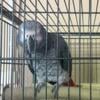 Male Congo African grey parrot