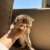 baby exotic shorthair kitty