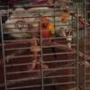 2 Teenage Sun Conures