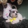 !!!!REDUCED!!!HANDSOME MALTIPOO PUP-----FINN