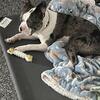 Boston terrier looking for girlfriend 