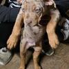 ABR XL AMERICAN BULLY'S CHOCOLATE TRI MERLE'S