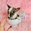 Chihuahuas, Poodles, Pomeranians, Malteses  & Teacup Puppies