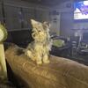 Yorkie ready for new home