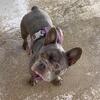 Adult lilac female full AKC Isabella carrier