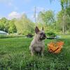 AKC Lilac Fawn Merle Female (puppy back or pet only!)