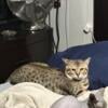 Ten month old Savannah cat