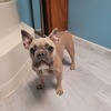 2 female French bulldogs for sale