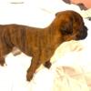 Purebred Boxer Puppies! ~ Fawn & Flashy Brindle - It's Time!