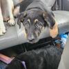 2 male puppy's 10wks