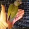 Green Cheek Conures babies