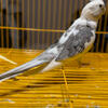 Cockatiels 