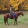 Grade mare qh