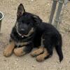 AKC German shepherd puppies