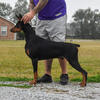 Champion line male Doberman- Full breeding rights