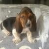 Basset hound pups European/American CKC registered Ready to go home