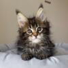 NewElite Maine coon kitten from Europe with excellent pedigree, female. EZ Goldie