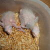 Two baby White Capped Pionus available at $2,500 each, or $4,000 for both