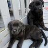 Rottweiler Cane Corso puppies