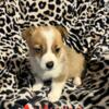 Autumn female Pembroke Welsh Corgi