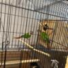 Green cheek conure pair