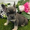 French bulldog females