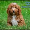 Asher Male Mini Goldendoodle