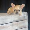 Female Merele French Bulldog AKC Registered $2500STILL AVAILABLE