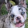 Piper AKC registered French Bulldog