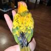 Baby female sun conure 