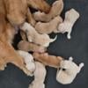 Golden Retriever Puppies