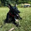 Belgian Malinois puppies for sale