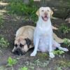Mastador Puppies (English Labrador Retriever x English Matsiff)