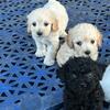 Mini Golden Doodles 