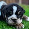 Heavily discounted English Bulldog puppy