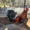 Game fowl/chicken in North Carolina
