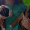 AKC Boxer Puppies For Sale