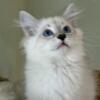 1 Blue Lynx Point Male Siberian Kitten Available!