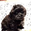 Shih-tzu poodle male puppies