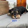 Yorkie poo