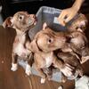 RED NOSE PUPPIES FOR SALE